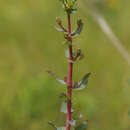 Plancia ëd Hieracium virosum Pall.