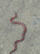 Image of False Coral Snake