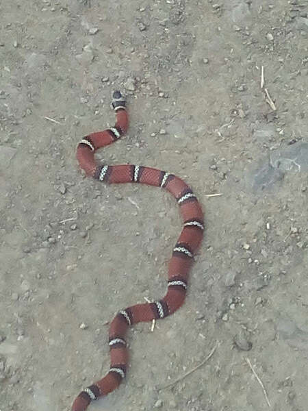 Image of False Coral Snake