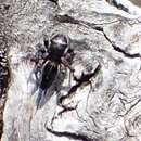 Image of Prószynski's Peacock Spider