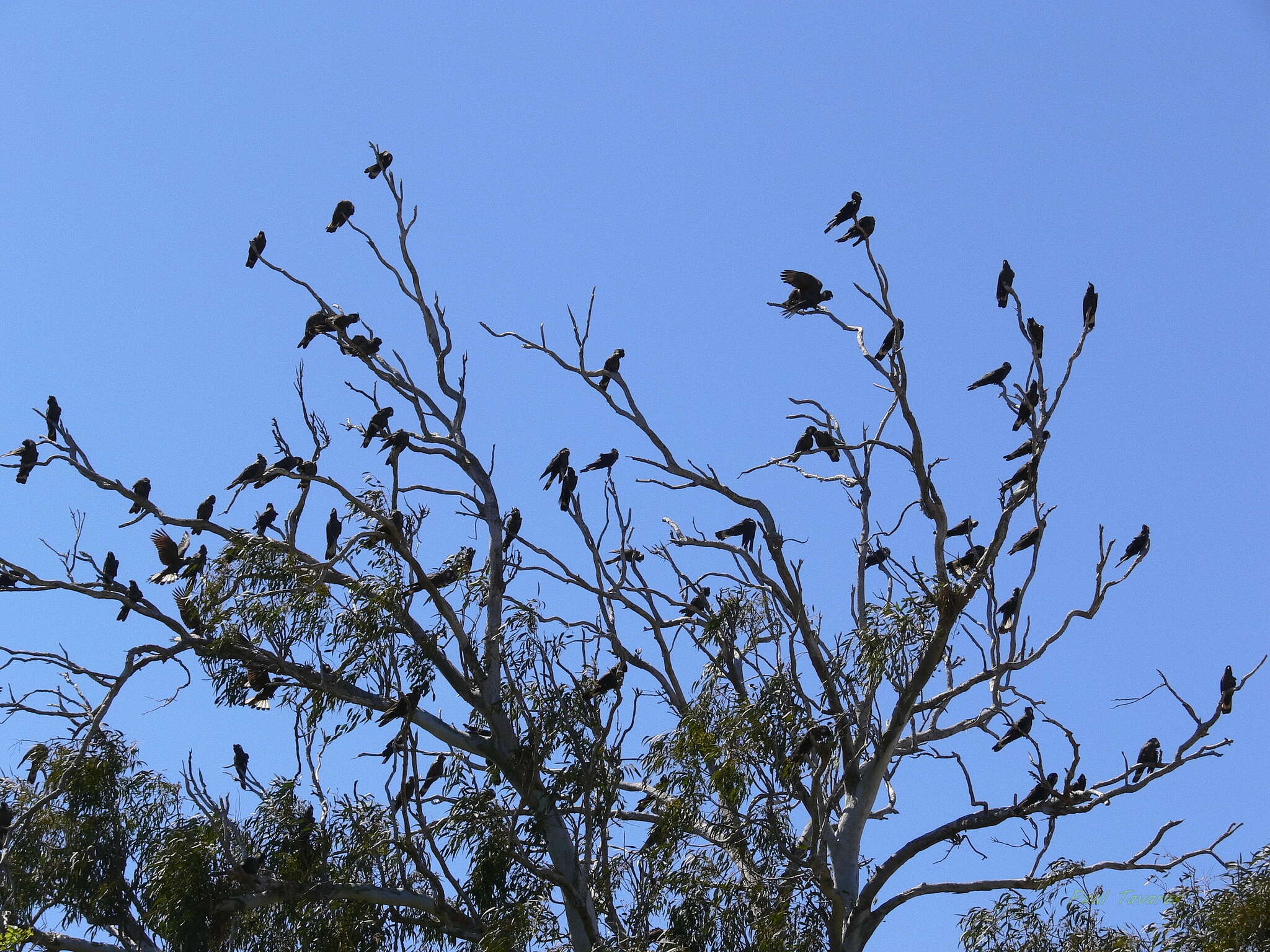 Image of Carnaby's Black Cockatoo