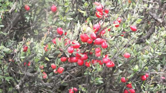 Imagem de Castela erecta subsp. texana (Torr. & A. Gray) Cronquist