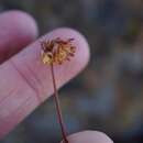 Imagem de Eriogonum umbellatum var. bahiiforme (Torrey & A. Gray) Jeps.