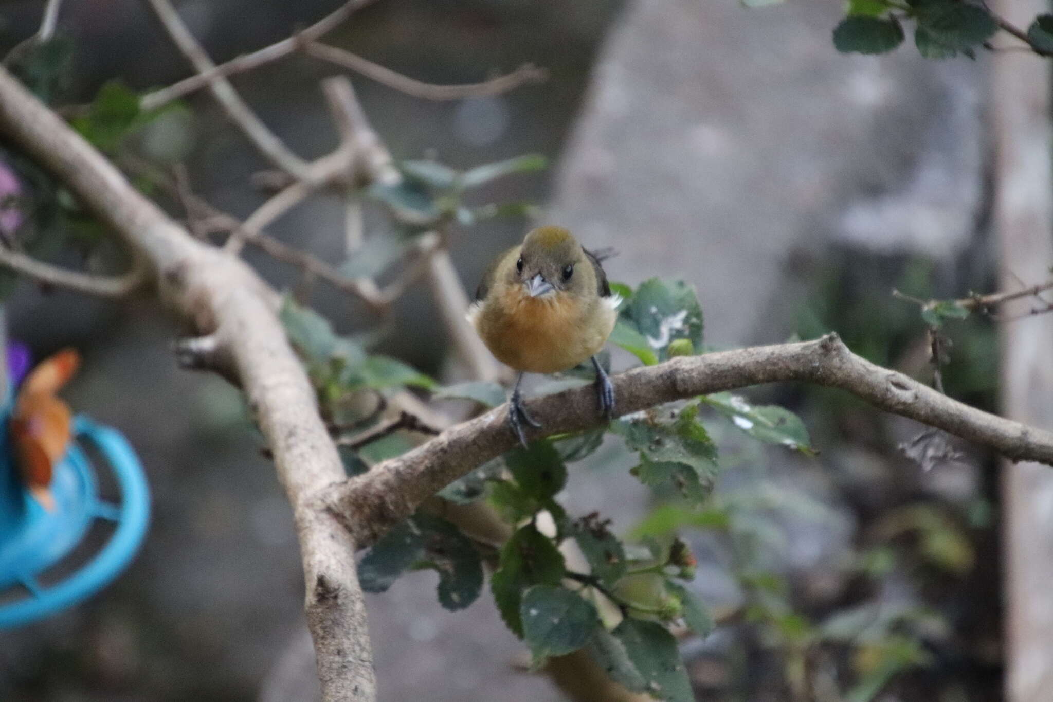 Слика од Trichothraupis Cabanis 1851
