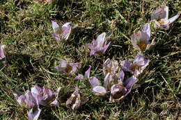 Image of Colchicum melanthioides subsp. melanthioides