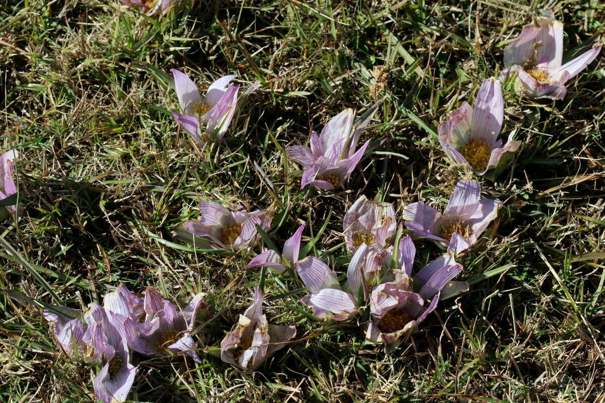 Image of Colchicum melanthioides subsp. melanthioides