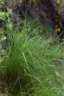 Plancia ëd Achnatherum calamagrostis (L.) P. Beauv.