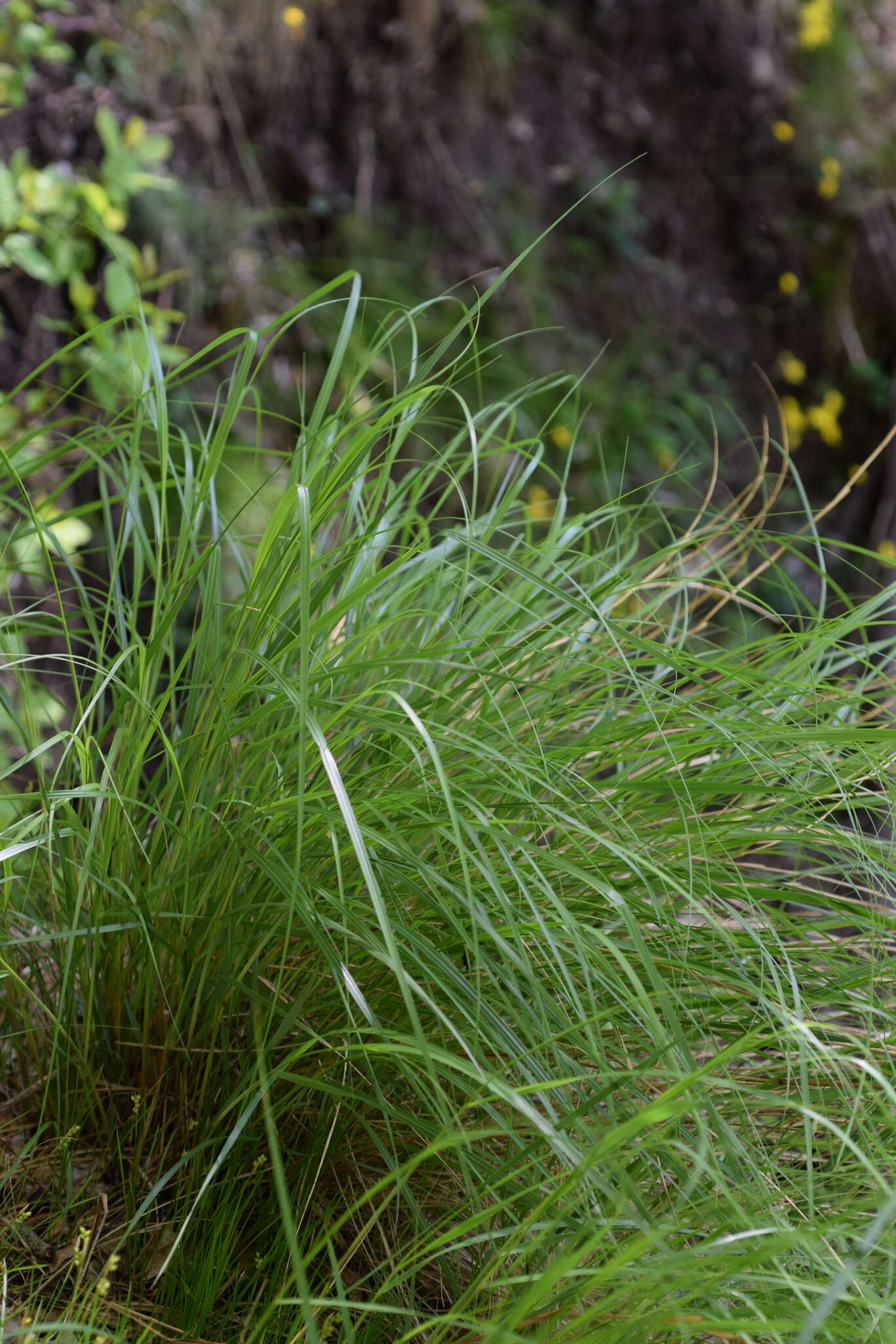 Plancia ëd Achnatherum calamagrostis (L.) P. Beauv.