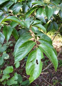 Image of Tassel berry