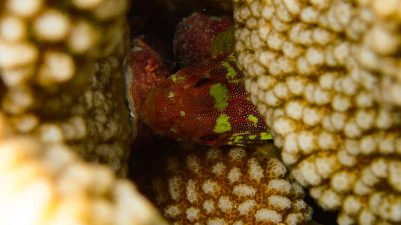 Image of Coral scorpionfish