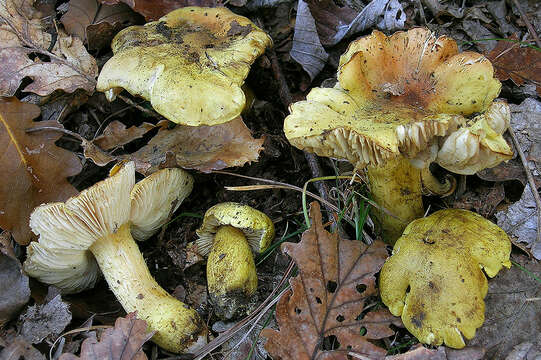 Image of Tricholoma viridifucatum Bon 1976