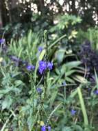 Image of light-blue snakeweed