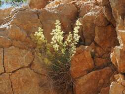 Image of Galium libanoticum Ehrend.