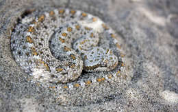 Image of Sidewinder Rattlesnake