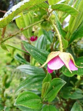 Image of Rubus roseus Poir.