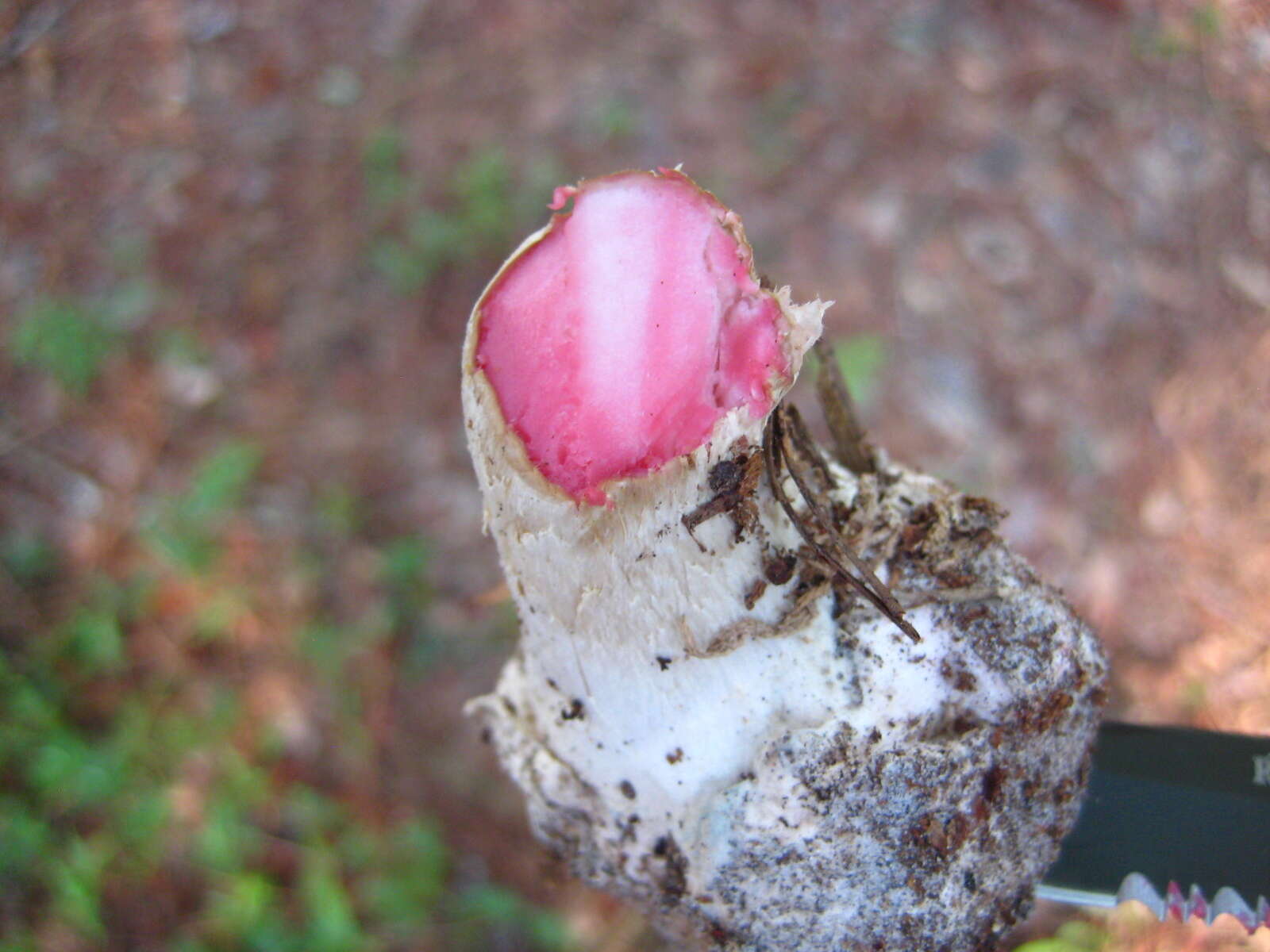 Image of Amanita mutabilis Beardslee 1919