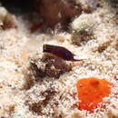 Image de Chelidonura alisonae Gosliner 2011