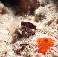 Image of Chelidonura alisonae Gosliner 2011