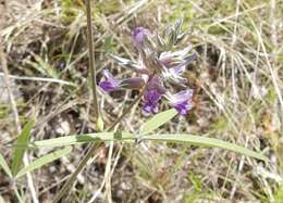 Imagem de Psoralea cyphocalyx A. Gray