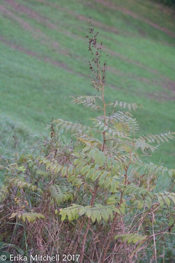 Image of false spiraea