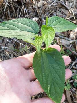 Trema tomentosa var. viridis (Planchon) H. J. Hewson的圖片