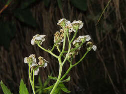 Image of big-leaf yarrow