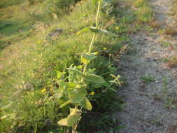 Image of Apple Mint