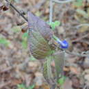 Image of Salvia villosa Fernald