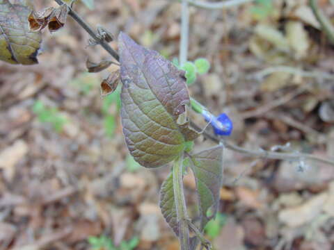 Image of Salvia villosa Fernald