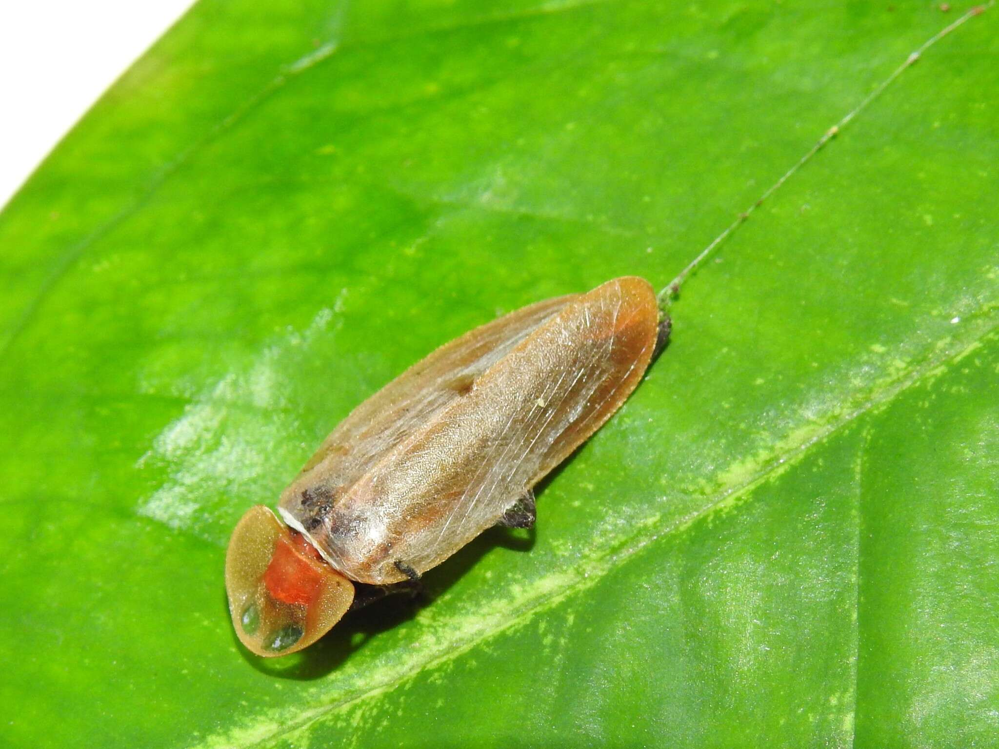 Image of Pyrocoelia lunata Yiu 2017