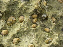 Image of Scutellastra granularis (Linnaeus 1758)