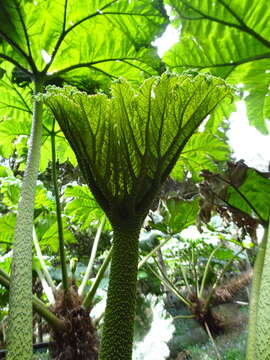 Image of Gunnera peltata Phil.