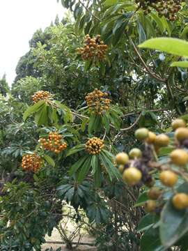 صورة Pittosporum pentandrum (Blanco) Merr.