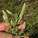 Dalea villosa var. grisea (Torr. & A. Gray) Barneby resmi