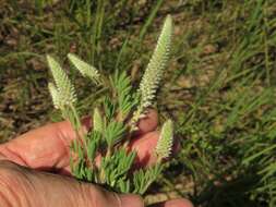 Plancia ëd Dalea villosa var. grisea (Torr. & A. Gray) Barneby