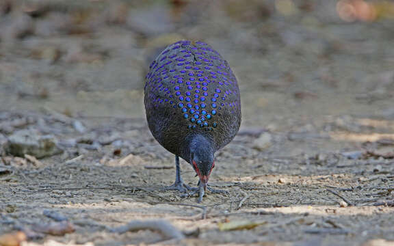 Image of Germain's Peacock-Pheasant