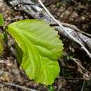 Sivun Alchornea alnifolia (Bojer ex Baill.) Pax & K. Hoffm. kuva