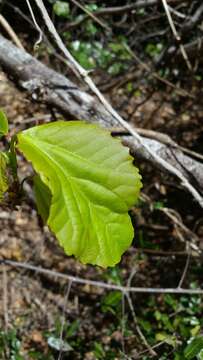 Sivun Alchornea alnifolia (Bojer ex Baill.) Pax & K. Hoffm. kuva