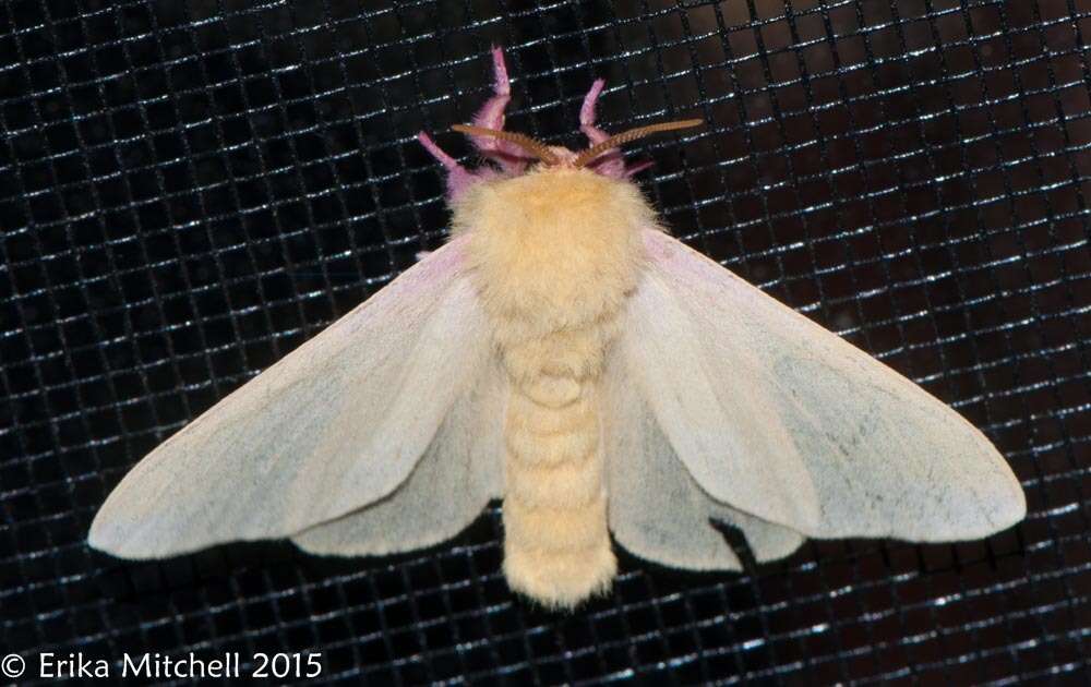 Rosy Maple Moth - Encyclopedia of Life