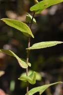 Image of late purple aster