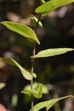 Sivun Symphyotrichum patens var. gracile (Hook.) G. L. Nesom kuva