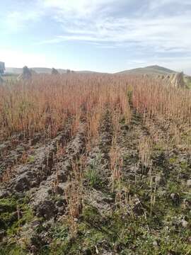 Image of quinoa