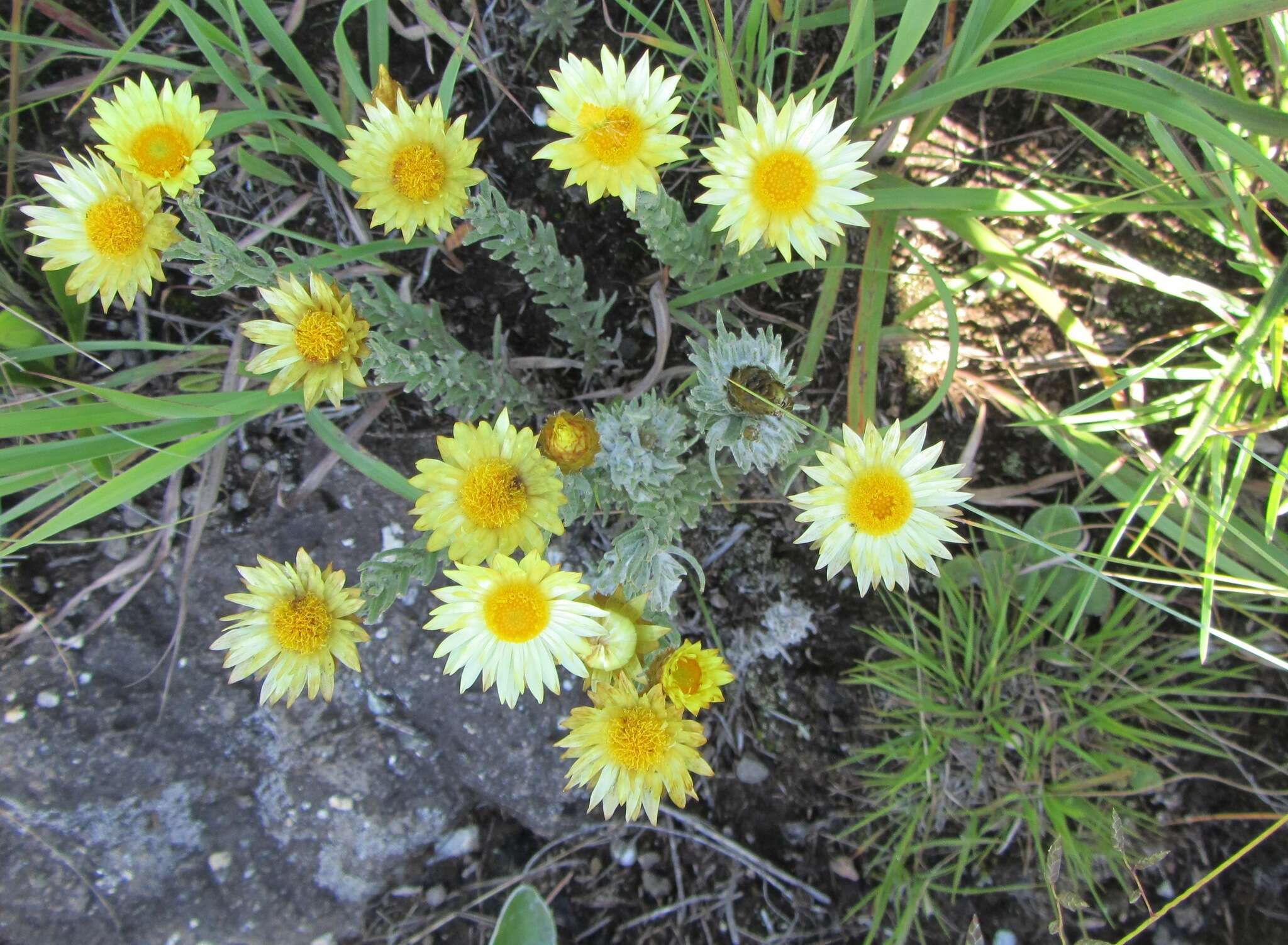 Слика од Helichrysum herbaceum (Andr.) Sw.