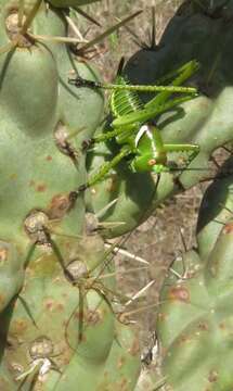 Image of Greater Arid-land Katydid