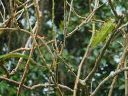 Image of Indigo-capped Hummingbird