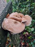 Imagem de Armillaria cepistipes Velen. 1920