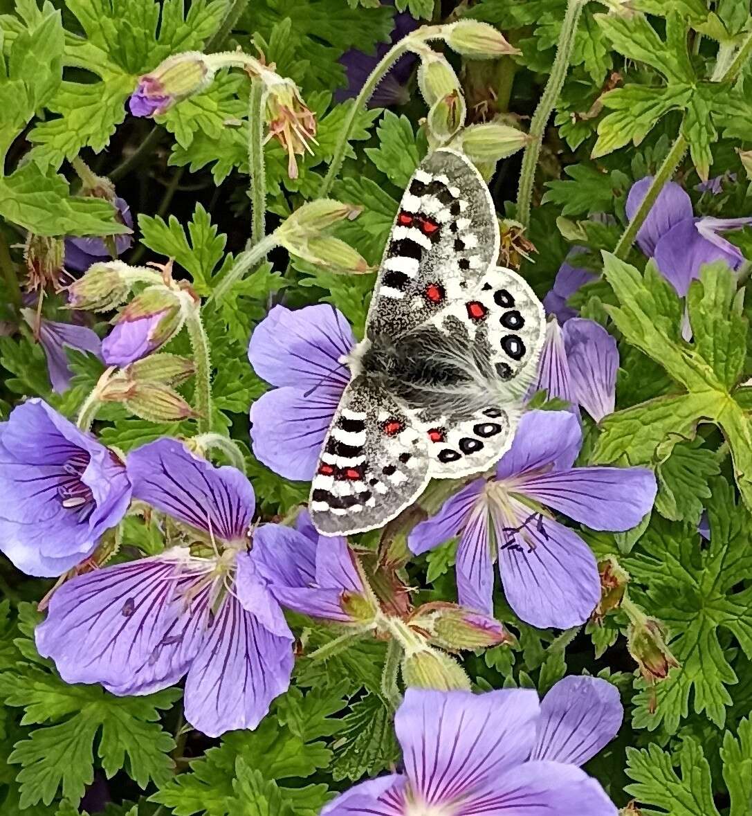 Image of Parnassius hardwickii Gray 1831