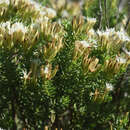 Image of Pteronia teretifolia (Thunb.) Fourc.