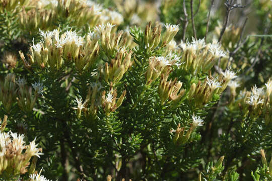 Слика од Pteronia teretifolia (Thunb.) Fourc.