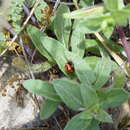 Image of Oenothera drummondii subsp. drummondii